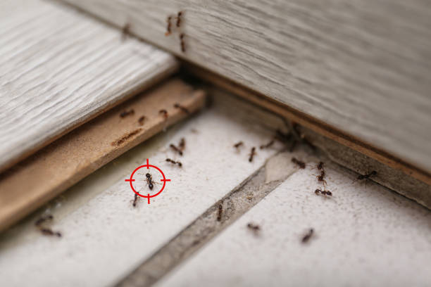 Best Affordable Pest Control Services  in Cressona, PA
