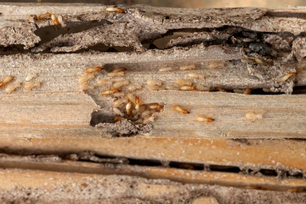Best Bed Bug Extermination  in Cressona, PA